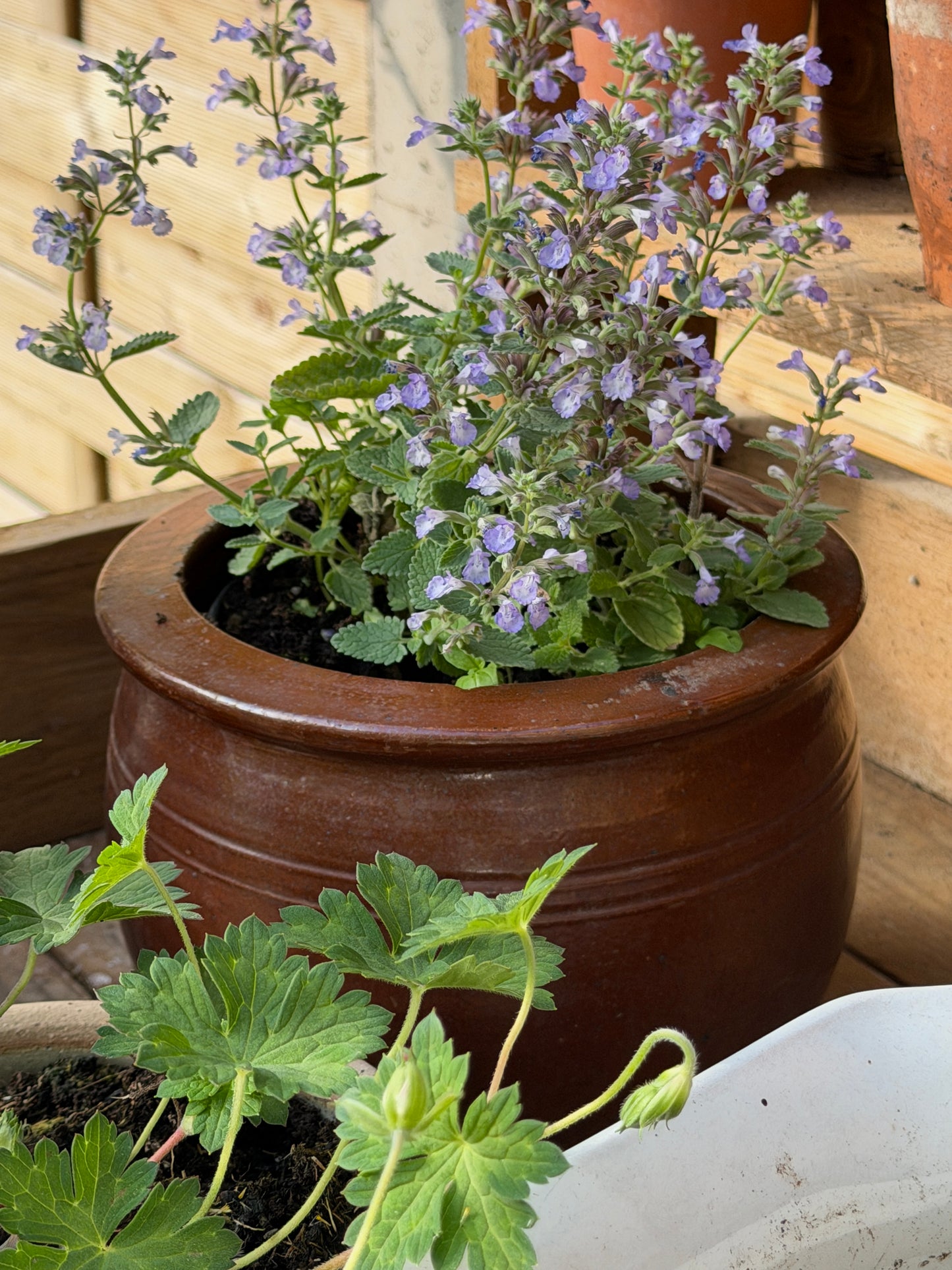 Chocolate Brown Stoneware Pot